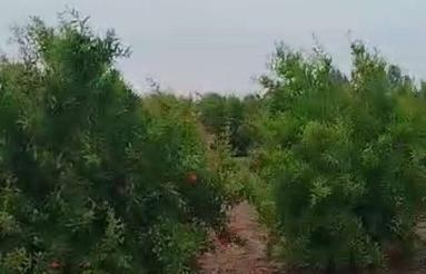 فروش باغ انار به مساحت 10000 متر مربع قبل از قره تپه