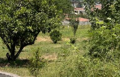 زمین 200 متر تنگه لته با ویو جنگل و رود تجن