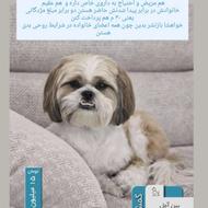 سگ گمشده با مژدگانی بالا