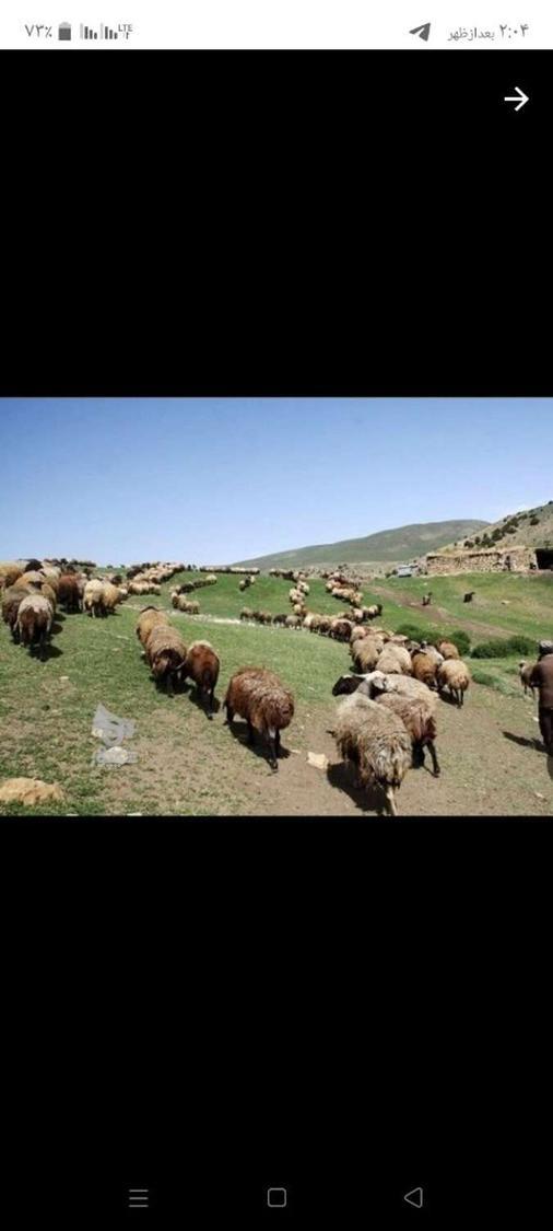 چوپانی میکنم با 10سال سابقه - عباسی