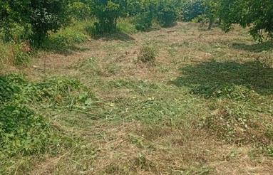 باغ 9000 متر در مرزک