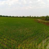 فروش زمین کشاورزی 120000 متر در کپورچال