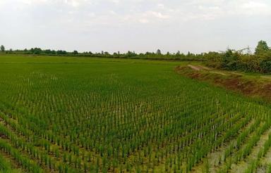 فروش زمین کشاورزی 120000 متر در کپورچال