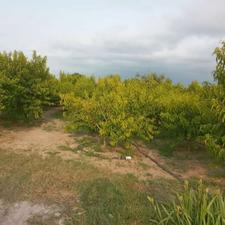 فروش باغ هلو وشلیل 2000 متری در کوی اصحاب توربدار