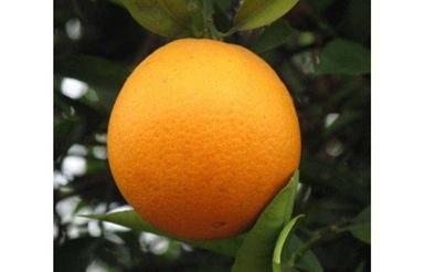 فروش باغ مرکبات 1450 متر در سورک .جنب گلزار شهدا