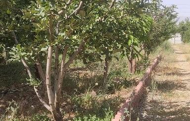 فروش باغ میوه 2225 متر