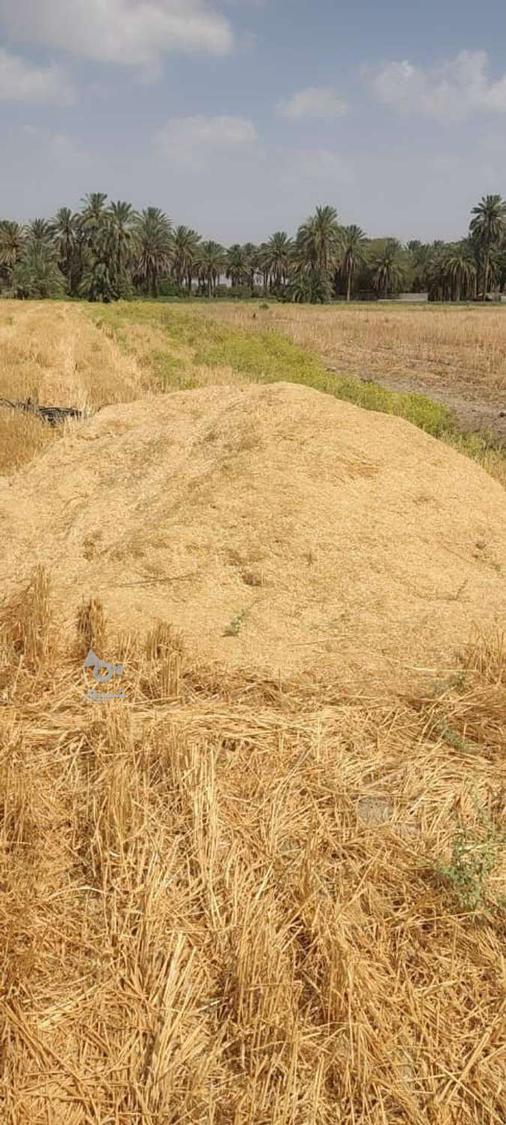 کاه نرم درجه یک قیمت مناسب