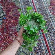 گل و گلدان ده عدد
