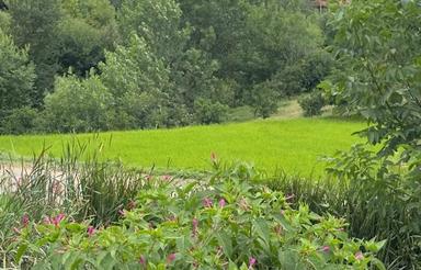 فروش زمین مسکونی 244 متر در پایین کولا