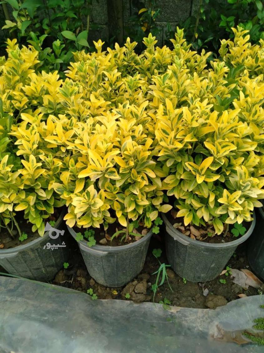 شمشاد طلایی و سبز سطل 10