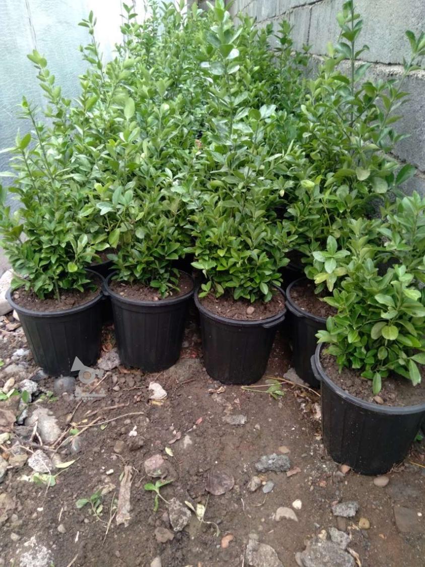شمشاد طلایی و سبز سطل 10