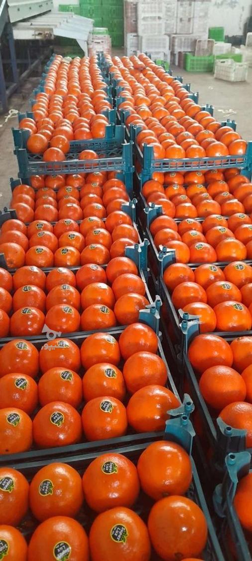 فعالیت صفر تاصد کاردرسورتینگ سابقه بالای 10 سال - سعیدبندپی
