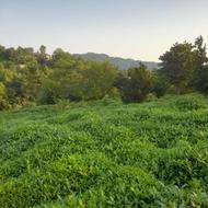 باغ چای با قیمت مناسب
