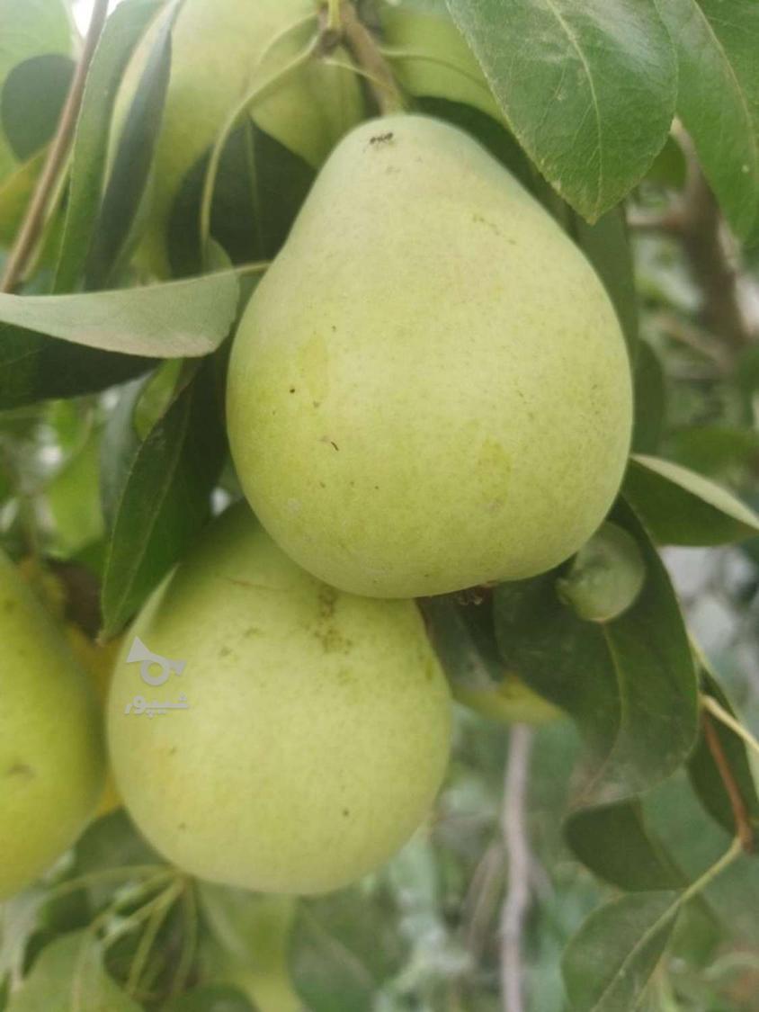 گلابی اسپادانا شیرین و آب دار