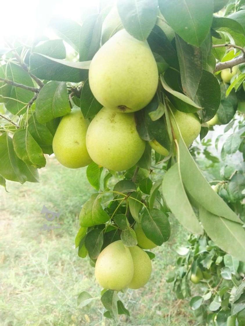 گلابی اسپادانا شیرین و آب دار