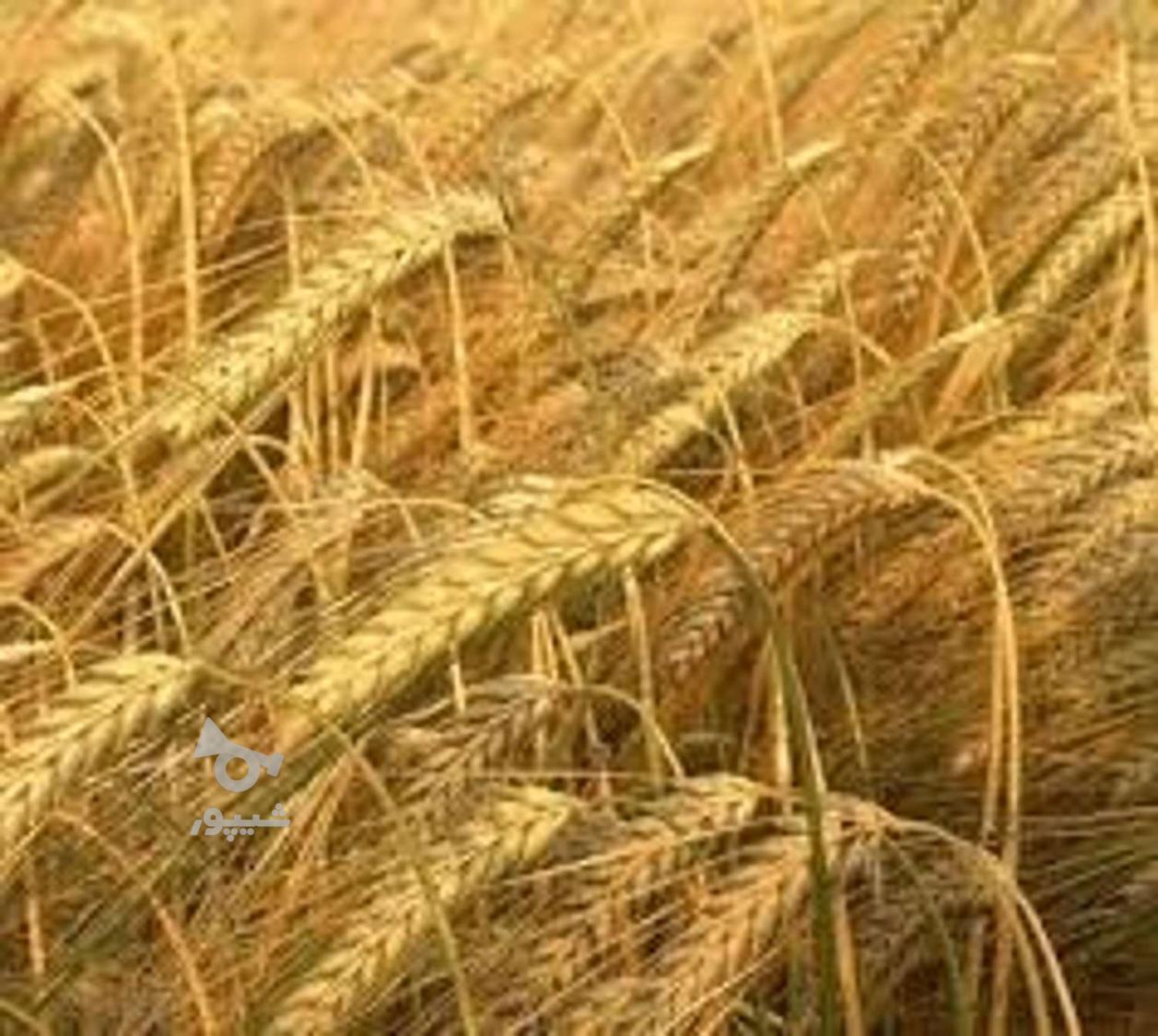 جو درجه یک ابی