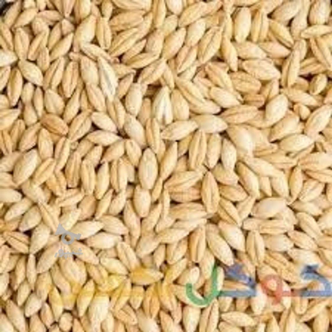 جو درجه یک ابی