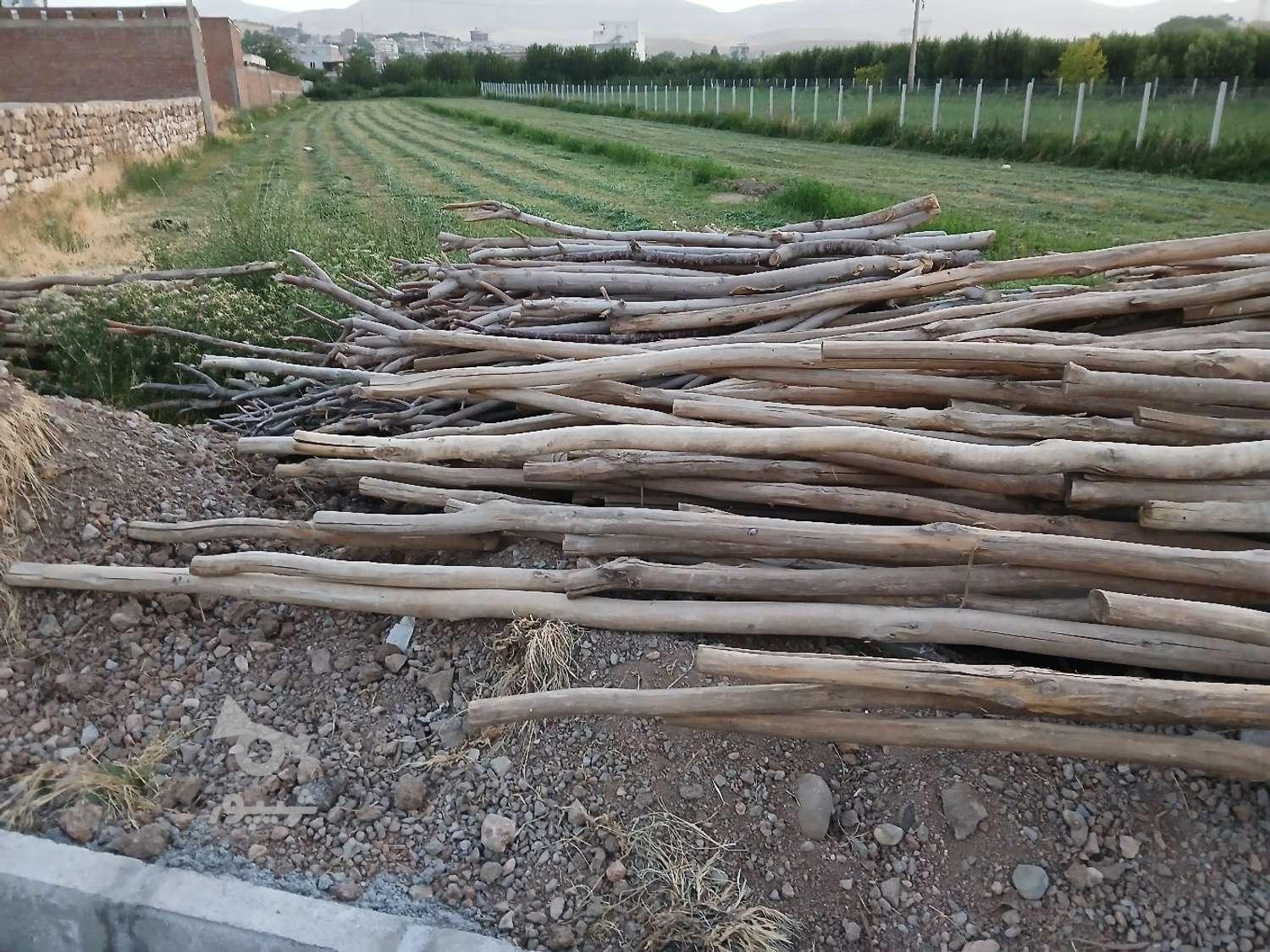 خریدار چوب و فروش هاچه برای سیب