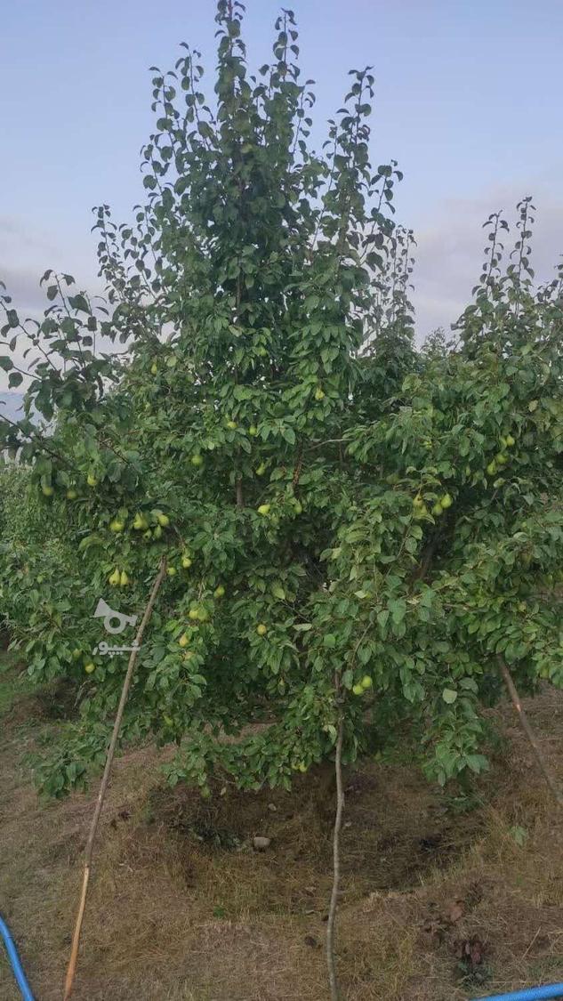 فروش عمده ی گلابی باغی