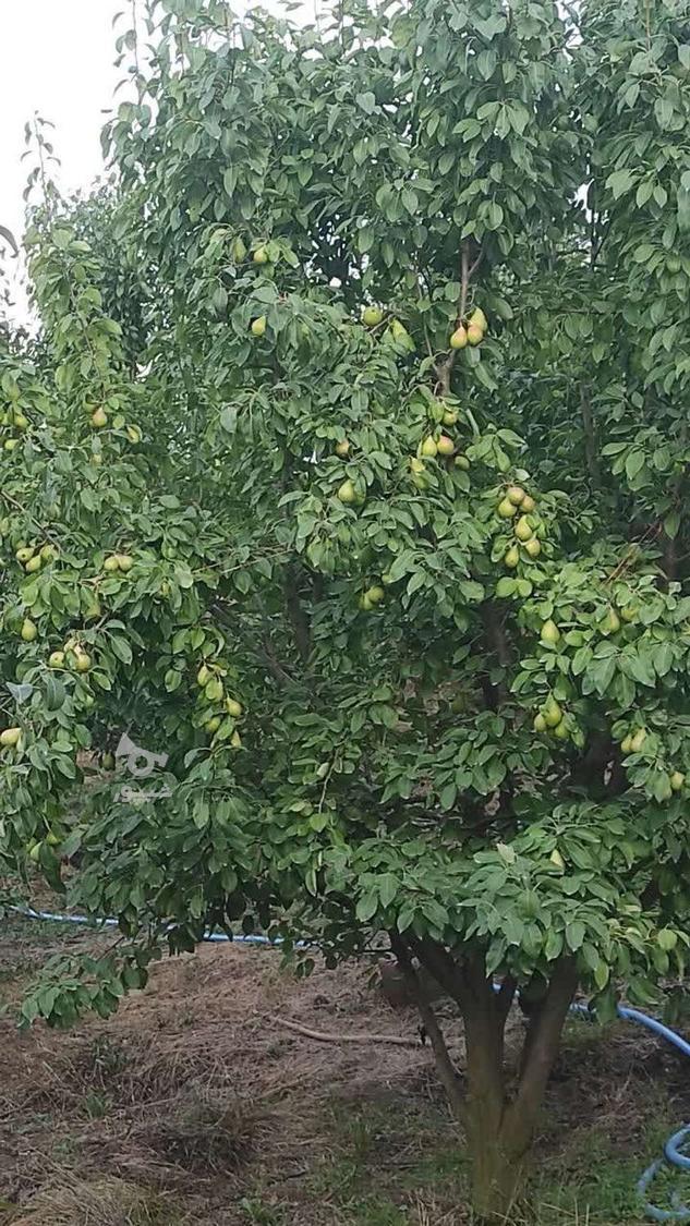 فروش عمده ی گلابی باغی