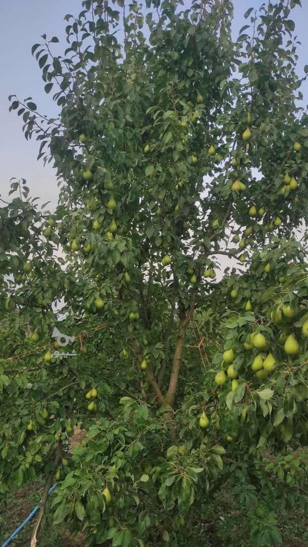 فروش عمده ی گلابی باغی