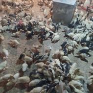 باسلام جوجه اردک ورامینی