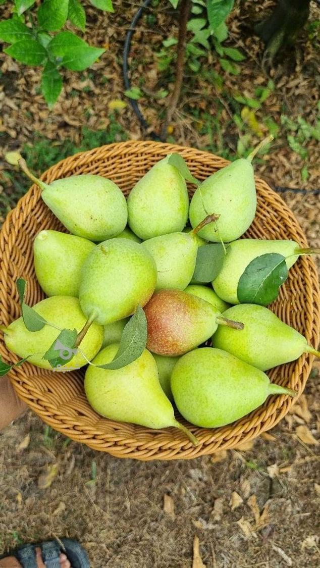 گلابی ابدار تمیز پنبه ای