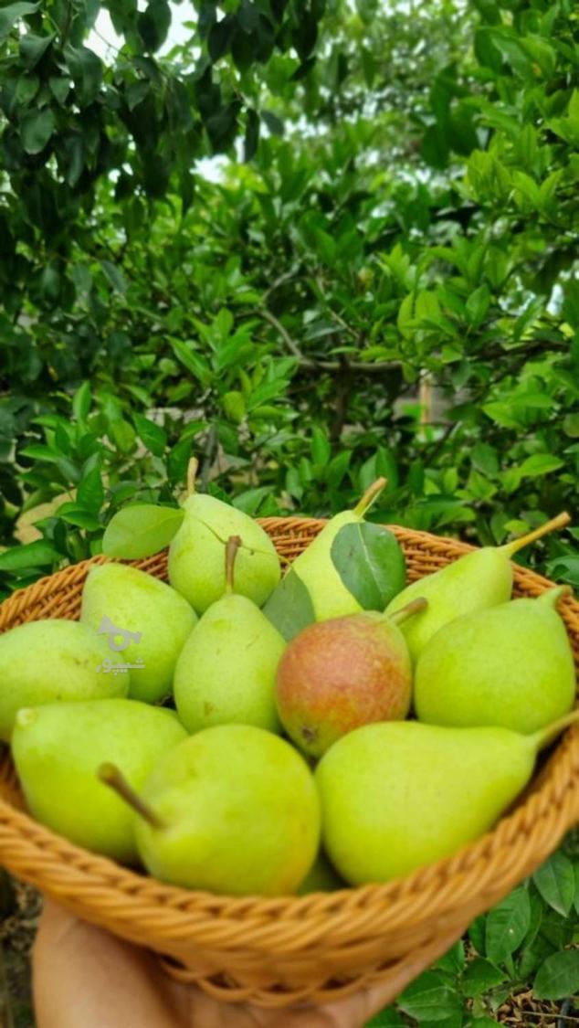 گلابی ابدار تمیز پنبه ای