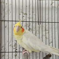 طوطی عروس هلندی گمشده