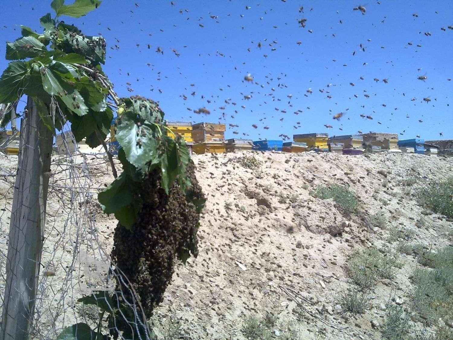 عسل خالص کلپوره و گون کوهی