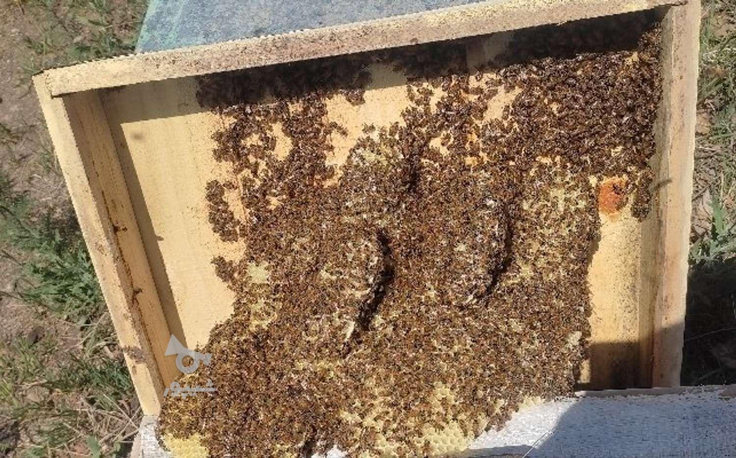 عسل خالص کلپوره و گون کوهی