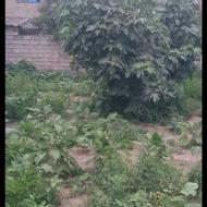 فروش زمین مسکونی 200 متر در بلوار منفردتخفیف خورد