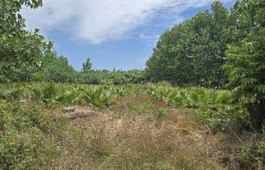 فروش زمین مسکونی 1000 متر در چینی جان