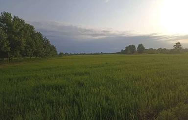 فروش زمین کشاورزی 10000 متر در شیجان