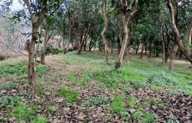 فروش زمین مسکونی با 6 طبقه دستور ساخت در سلیمان آباد