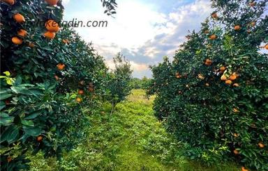 فروش باغ مرکبات 1500 متر بلوار. پاسداران کوی شهید قربانی