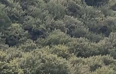 زمین1100 متر تنگه لته خیابون چشم انداز