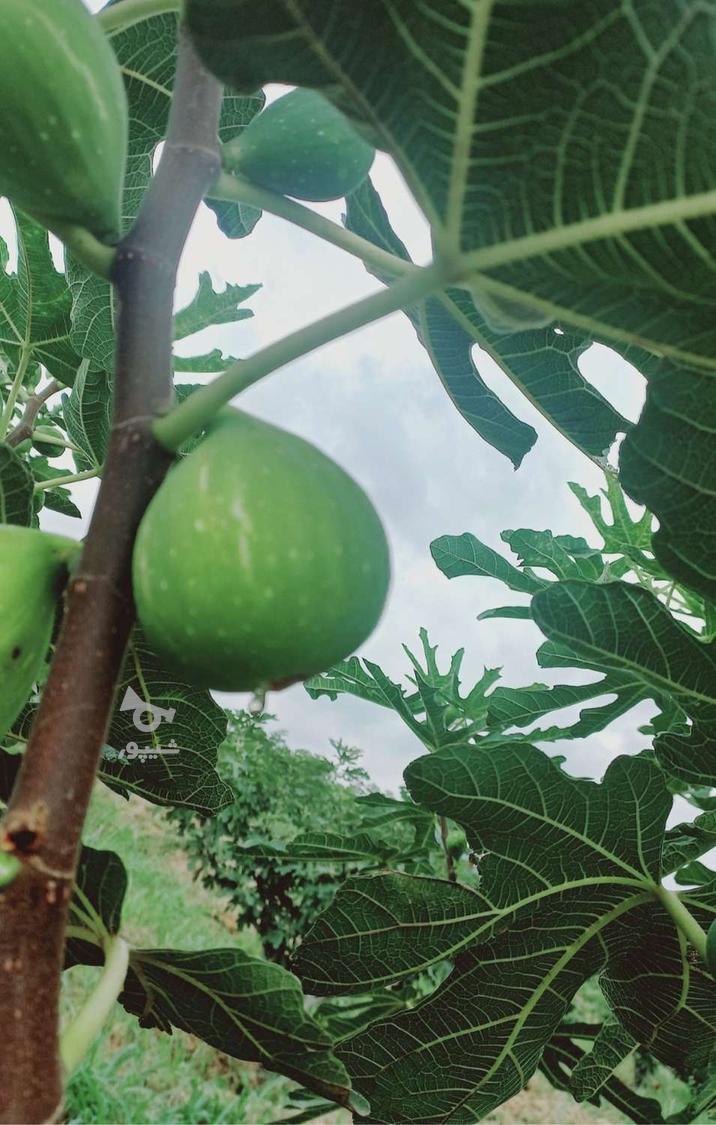 انجیر گلابی