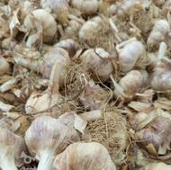 سیر محلی درشت بسیار تمیز و سالم کیلویی
