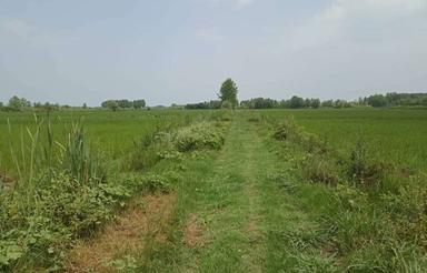 فروش زمین کشاورزی 4200 متر در جاده اصلی