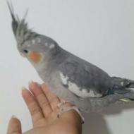 پرنده عروس هلندی