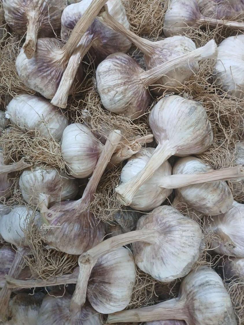 سیر محلی درجه یک خشک ماندگاری بالا