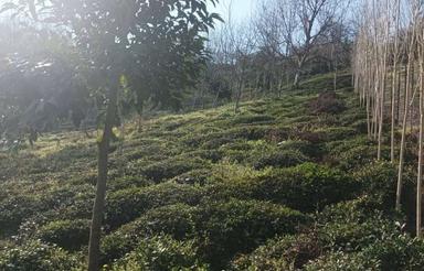 فروش زمین 4000 متر دربام شهر رانکوه