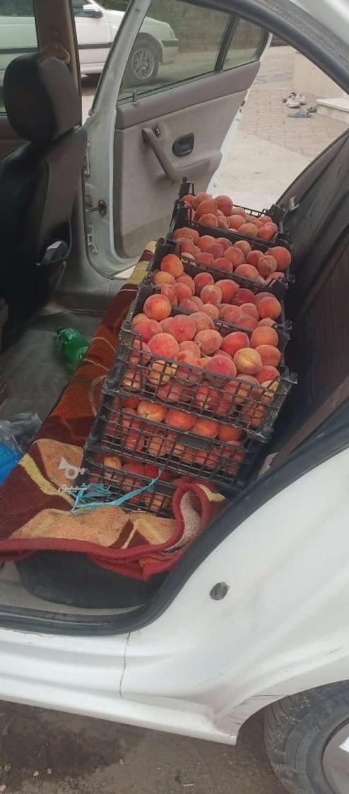 لواشک هلووالوسیاه