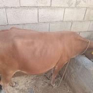 گاو شیری با گوساله ماده