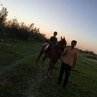 اسب دره شوری بسیار آرام ونجیب سن شش سال