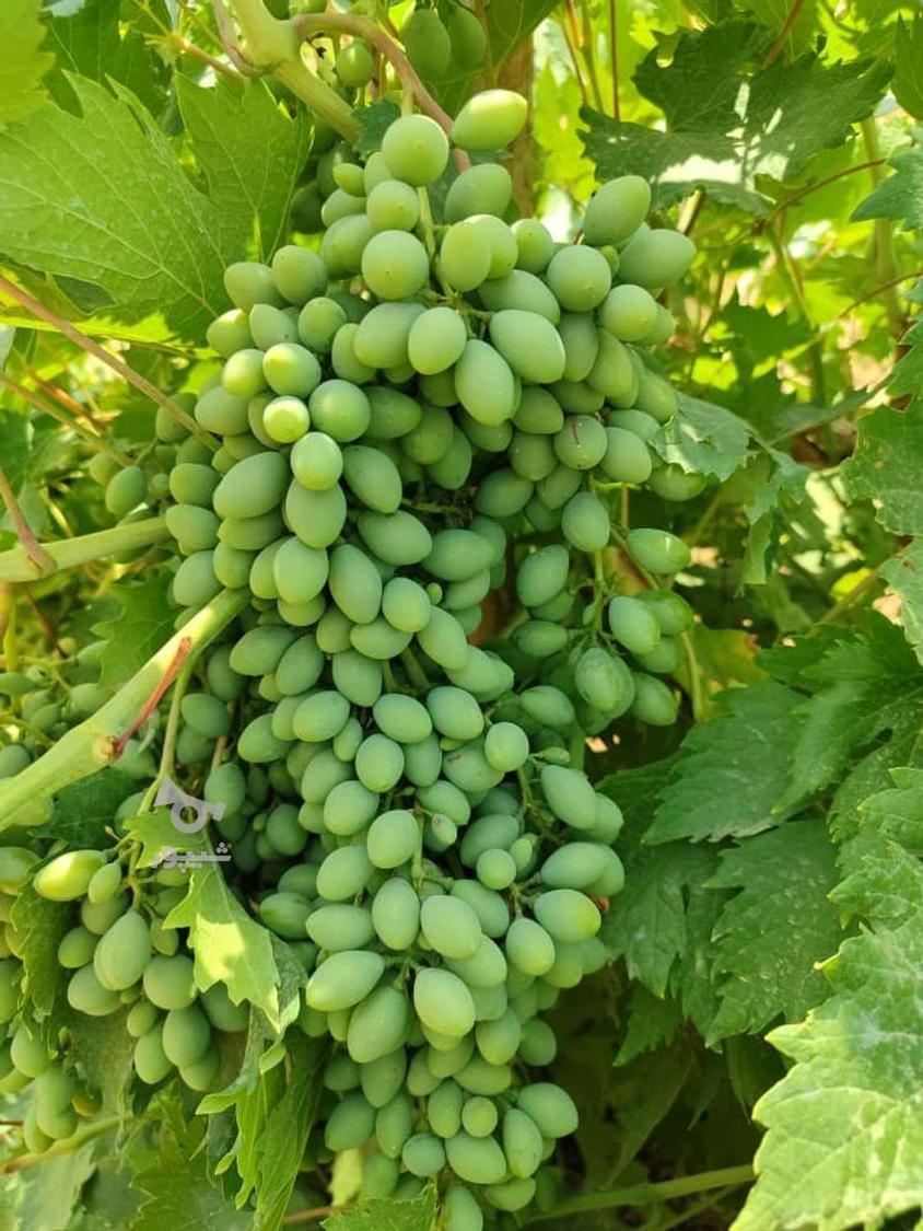 فروش غوره غریب