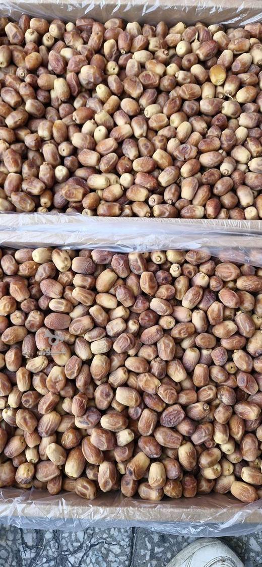 فروش خرمای زاهدی قیروکارزین