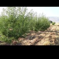نیروی باغبان