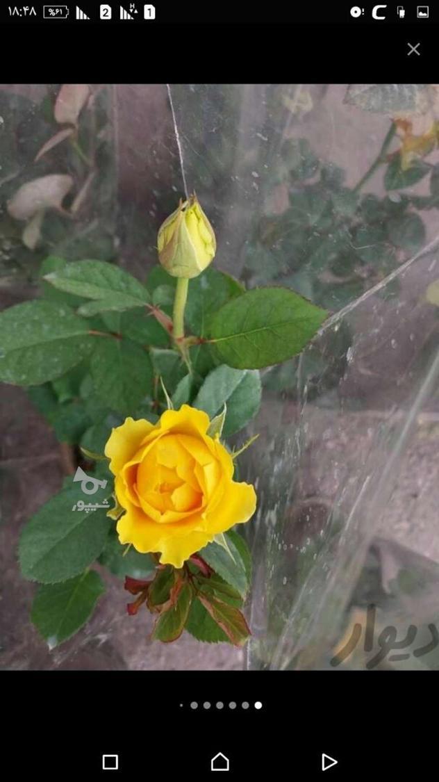 سم پاشی منزل باغبانی هرس نظافت اچارفرانس